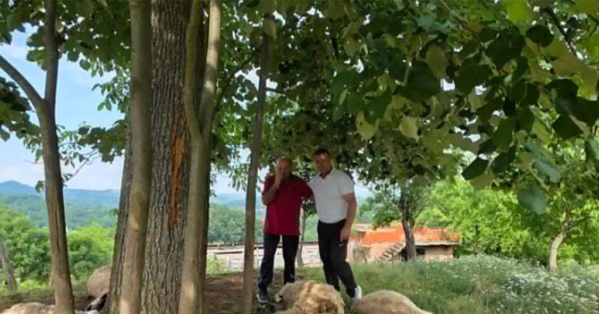 Grom usmrtio veliki dio stada: Porodica Ibrahimović ostala bez izvora prihoda